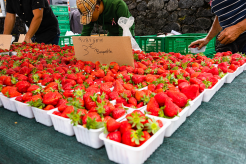 La fraise à l'honneur au Marché paysan !