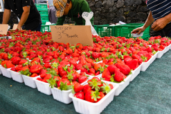 La fraise à l'honneur au Marché paysan !