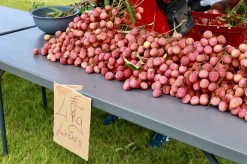 Succès populaire pour la fête des letchis !