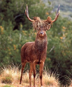Expo "Le cerf de Java " de Anne Sophie Aubel et Claude Paumier