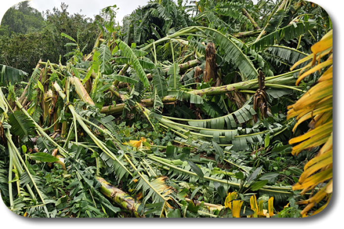 Aides départementales pour la relance des exploitations agricoles